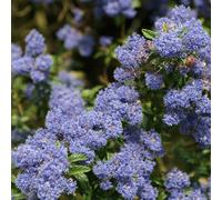 2 x lilas de californie - ceanothus 'concha' - 30-40 cm pot
