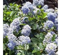 2 x lilas de californie - ceanothus 'edinburgh' - 30-40 cm pot