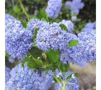 2 x lilas de californie - ceanothus impressus 'victoria' - 30-40 cm pot