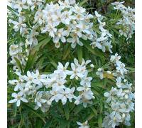 2 x oranger du mexique - choisya 'aztec pearl' - 25-30 cm pot