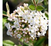2 x Osterschneeball - Viburnum burkwoodii | 40-60 cm en conteneur