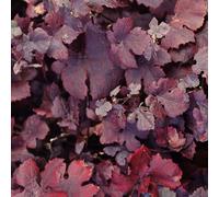 2 x Raisin de table - Vitis vinifera 'Purpurea' | 60-80 cm en conteneur