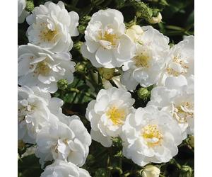 2 x Rosier - Rosa 'Guirlande D'Amour' pot 25-30 cm - Le rosier grimpant romantique toute l'année