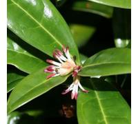2 x Sarcococca hookeriana « Humilis » | 20-25 cm en conteneur