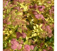 2 x spirée japonaise - spiraea japonica 'goldflame' - 20-25 cm pot