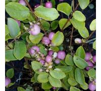 2 x symphorine - symphoricarpos doorenbos 'mother of pearl' - 50-60 cm pot