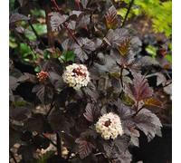 2 x Utriculaires rouges - Physocarpus opulifolius 'Diabolo' | 30-40 cm en conteneur