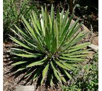 20 Graines Agave Multifilifera - Agave à Fils Multiples - Plante Vivace - Fleur Jardin - 256
