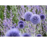 20 Graines d’Échinops ritro - Globe Thistle Blue - Chardon Boule Bleu Acier - Fleur Jardin - 350