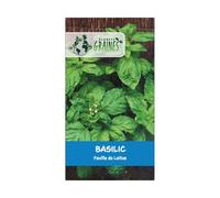 20 graines de Basilic Feuille de laitue - Grosses Feuilles - herbe aromatique