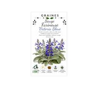 20 Graines de Sauge Farineuse Bleue - Salvia farinacea - Semences de Fleurs Ornementales Mellifères pour Massifs et Pots - Floraison Estivale Prolongée