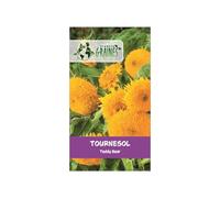 20 Graines de tournesol 'Teddy Bear' - Variété naine aux fleurs doubles et duveteuses, idéale en pot ou massif