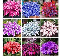 200+ d'un mélange de hostas - Peu d'entretien et grande valeur ornementale, convient pour l'extérieur, la maison, le jardin et les parcs