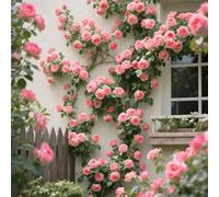 200+ Éléments de Rosier Grimpeur Rose, Jardin et Clôture, Touche Romantique et Éclat Naturel Sans Contrainte