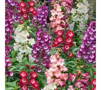 200 Graine de Penstemon Hartwegii - Sensation Mix - Langue de Barbe - Fleur Jardin - 259