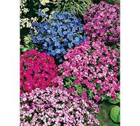 200 Graine Graines - Aubretia Rock Cress - Mélange de 4 Couleurs - Attire pollinisateurs - Fleur Plante Jardin Vivace Rampante - 246