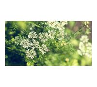 200 Graines D Anis Vert