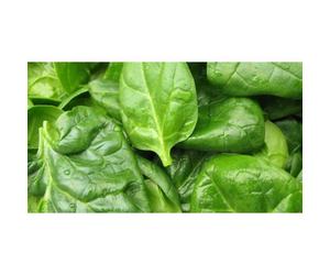200 Graines d’Épinard Monstrueux de Viroflay - légumes potager méthode BIO