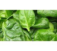 200 Graines d’Épinard Monstrueux de Viroflay - légumes potager - semences paysannes reproductibles - SemiSauvage