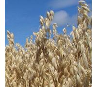 200 Graines d'Avoine d'HIVER - Avena Sativa BIO - Céréale Certifié BIO - Alimentation Fourrage Engrais - Jardin - 319