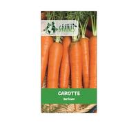 200 graines de carotte longue de berlicum 2 - saveur douce - carotte avec forme réguliere