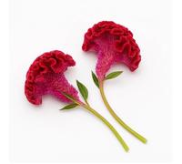 200 Graines de Célosie Crête de Coq (Celosia argentea cristata nana) - SemiSauvage Permaculture - graines reproductibles