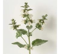 200 Graines de Marrube blanc (Marrubium vulgare)