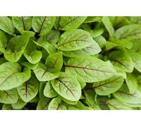 200 Graines de Oseille Rouge Sanguine - Rumex sanguineus - A veines rouge - Aromatique Plante Jardin - 304