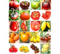 200 GRAINES de TOMATE dans 20 RARES VARIÉTÉS NUTRITIVES + GUIDE: Géante Italienne, Black Krim, Green Zebra, Indigo Rose, Cœur de Bœuf, San Marzano, Roma, Cerise Rouge, Noir, Jaune et Blanche, etc