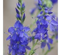 200 Graines d'Hysope officinale (Hyssopus officinalis) reproductibles non traitées