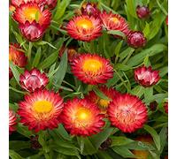 200 graines d'immortelle immortelle, fleur de papier (Helichrysum bracteatum)…