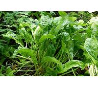 200 Graines d'Oseille - légume plante aromatique - jardin potager - semences paysannes reproductibles - SemiSauvage
