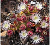 200 Graines - Ficoïde glaciale - Plante de Glace - Mesembryanthemum Crystallinum - Iceplant - Plante Vivace Jardin - 264