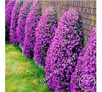 200 graines / lot rock Cress, GRAINES Aubrieta Cascade Purple Flower, couvre-sol vivace Superbe maison jardin