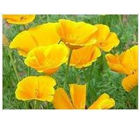 200 Graines Semence Fleur Coquelicot Pavot Californie coloris JAUNE - Fleur Jardin - 269