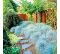200 graines Semences - fétuque bleues à haut rendement pour aménagement paysager Festuca Glauca Garden Bonsaï pour balcon - Graines de fétuque bleue - 97