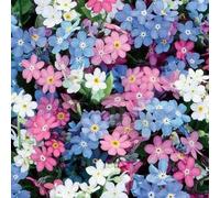 200 graines Semences - Fleurs Alpine Forget Me Not Mix (Myosotis Alpestris) Biennale - 118