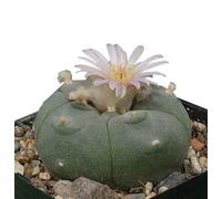 200 x Lophophora williamsii - graines - Peyote Cactus