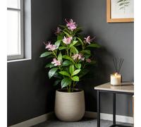 21-40 cm Fleurs de rhododendron artificielles, fausses branches de fleurs de cerisier, feuilles de palmier tropicales, fausses feuilles de figuier, plantes vertes en plastique, sans pot, décoration de