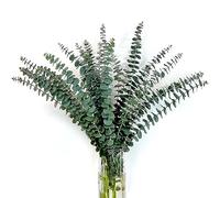 24 Pièces Eucalyptus Séché 45CM Fleurs Séchées Naturelles Feuilles d'Eucalyptus Tige d'Eucalyptus Véritable Branches d'Eucalyptus Plantes Séchées Eucalyptus Douche Mariage Arrangement Floral Home Deco