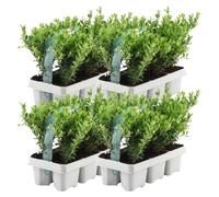 24 plants de houx - Arbustes persistants adaptés aux climats froids - Ilex Crenata Jenny, 15 cm