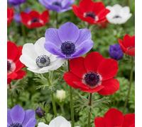 240x Anemone de Caen Mix - Klaproosanemoon de Caen mix - Diversen - Voorjaarsbloeier - Bolmaat 5/6