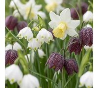 240x Bol Natte Tuin - Bol Natte Tuin - Diversen - Zomerbloeier - Bolmaat 10/12