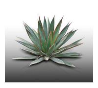 25 Graines À Semer - Le Grenier D'abondance - Agave Chrysantha - Plante Succulente