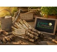 25 graines à semer - Le Grenier d'Abondance - ASPERGE d'Argenteuil hâtive - Asparagus officinalis