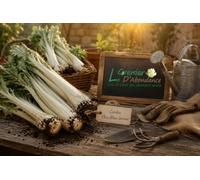 25 graines à semer - Le Grenier d'Abondance - CARDON Plein Blanc Inerme - Cynara cardunculus