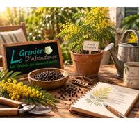 25 graines à semer - Le Grenier d'Abondance - MIMOSA D'HIVER - Acacia Dealbata
