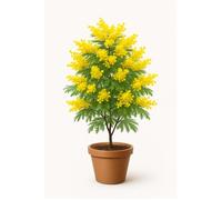 25 graines à semer - Le Grenier d'Abondance - MIMOSA Noir - Acacia Decurrens