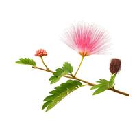 25 Graines d'Arbre à Soie Albizia (Albizia julibrissin) - SemiSauvage Permaculture - graines reproductibles