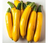 25 Graines de Courgette Goldena